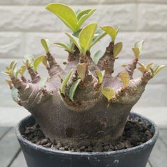 bk30 アデニウム ドーセットホーン 獅子葉 塊根植物 アラビカム - メルカリ