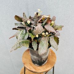 ユーフォルビア・フランコイシー 鉢ごと発送 タイナーサリー株 ユーフォルビア・フランコイシー 鉢ごと発送 タイナーサリー株 - メルカリ