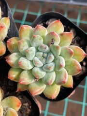 新入荷　24株の抜き苗セット　メロー単頭　多肉植物　佐川急便発送　エケベリア　セダム　韓国苗　Z6759