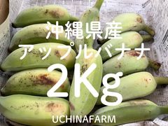 沖縄摘果マンゴー 5Kg 100g以上 BIGsize＊送料無料 - メルカリ