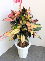 処分品】ハイドランジア マジカルレッドアメジスト - メルカリ