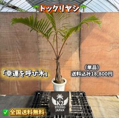 ココスヤシ 双頭株｜南国庭木・シンボルツリー・ドライガーデン - メルカリ