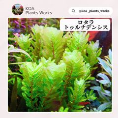 ホシクサ・クチホワイト 水中葉1株 アクアリウム 水草 - メルカリ