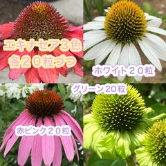 ジニアクイーンシリーズ2種合計30粒 グリーンライム15粒＊レモン
