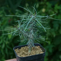 ユーフォルビア メロフォルミス錦 群生株 鉢ごとメルカリ便発送 園芸