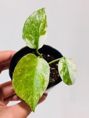 モンステラ デリシオーサ Monstera deliciosa 'Gold Monster' 新種