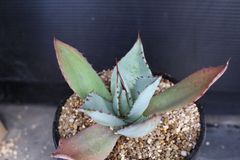 アガベ パリー トランカータ Agave parryi truncata ⑤ - メルカリ