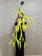 まん丸 ▽Pterodiscus speciosus▽ 古城 プテロディスクス