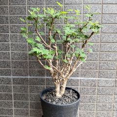 キフォステンマ モンタグナッキー 現地球 発根済 - メルカリ