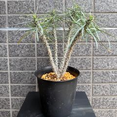 キフォステンマ モンタグナッキー 現地球 発根済 - メルカリ