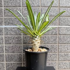 キフォステンマ モンタグナッキー 現地球 発根済 - メルカリ