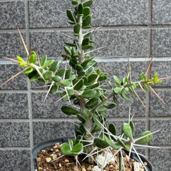キフォステンマ モンタグナッキー 現地球 発根済 - メルカリ