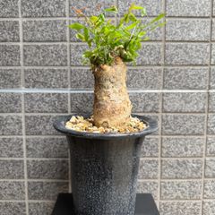 キフォステンマ モンタグナッキー 現地球 発根済 - メルカリ