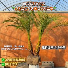 ココスヤシ シルバーリーフ 1本｜南国リゾート庭木 シンボルツリー
