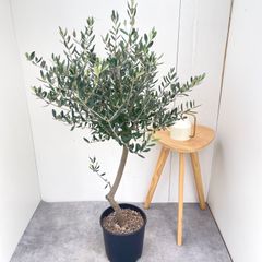 オリーブの木 ピクアル NO.1123 7号 約95cm 人気品種 現品掲載 観葉