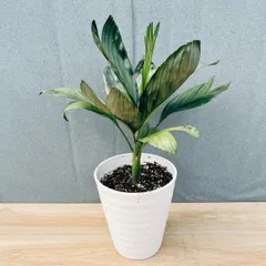 在庫］【希少】チャドレア メタリカ 7号 ヤシ 観葉植物 レア おしゃれ