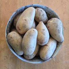 農薬不使用】旨味！ニシユタカ 約8kg サイズ混合 訳あり 秋植え種芋に
