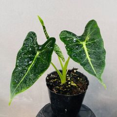 187【品種保証あり 】Monstera Devil Monster モンステラデリシオーサ