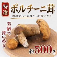 京都産ヤマドリタケモドキ①国産ポルチーニ幼菌天然キノコ - メルカリ