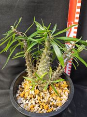 パキポディウム グラキリス 実生 5年株 鉢植え発送 5号鉢 - メルカリ