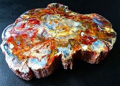 【新品】    天然石（原石） 天然化石珪化木両面研磨10000分の1三畳紀標本鉱物原石銘石インテリアオブジェ超巨大11kg★365mm 26101527 