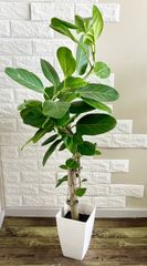 現品】エバーフレッシュ 曲がり樹形 7号鉢 観葉植物 - メルカリ