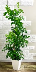 現品】エバーフレッシュ 曲がり樹形 7号鉢 観葉植物 - メルカリ
