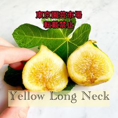 Yellow Long Neck イエローロングネック 挿木苗 イチジク - メルカリ