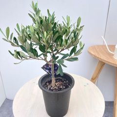 ②オリーブの木❗️創樹！SOUJU❗️シプレッチーノ‼️コンパクトサイズ