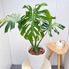 根上がり モンステラ 天然苔盆栽仕立て 陶器鉢 植え込み発送 - メルカリ