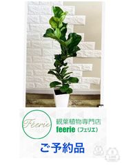 現品】エバーフレッシュ 曲がり樹形 7号鉢 観葉植物 - メルカリ