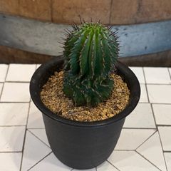 ユーフォルビア ポリゴナ 3号鉢