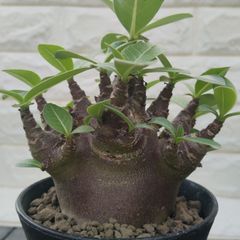 アデニウム 獅子葉 ドーセットホーン PPL アラビカム 種5粒 巻葉 DHA