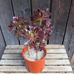 多肉植物　アエオニウム　マダラシカ錦　特大木立ち　極美苗 多肉植物 アエオニウム マダラシカ錦 特大木立ち 極美苗 - メルカリ