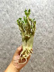 まん丸 ▽Pterodiscus speciosus▽ 古城 プテロディスクス