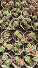 新入荷 20株の抜き苗セット ラッキーバラ 多肉植物 佐川急便発送