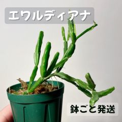 鉢付き】希少 ドリナリア スペシオサ - メルカリ