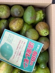 クール便】農薬不使用レモン 加工用5kg 愛媛産※北海道、東北、沖縄は