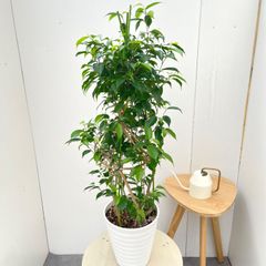 ⑥ フィカス ベンジャミン編み 8号特大苗木最高等級極上品‼️ - メルカリ