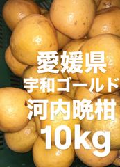 訳あり 愛媛県産 宇和ゴールド 河内晩柑 柑橘 10kg - メルカリ