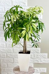 現品】エバーフレッシュ 曲がり樹形 7号鉢 観葉植物 - メルカリ