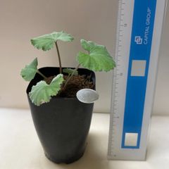 多肉植物 ハオルチア 黒オブツーサ錦 抜き苗 根付き - メルカリ