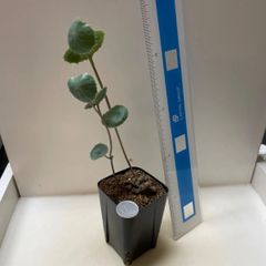 多肉植物 ハオルチア 黒オブツーサ錦 抜き苗 根付き - メルカリ