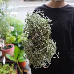 チランジア 【インターメディア】 エアプランツ エアープランツ