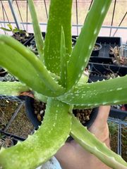 Opuntia gomei 'Old Mexico' オプンチア ゴメイ オールドメキシコ