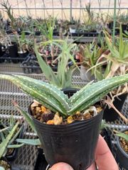 Opuntia gomei 'Old Mexico' オプンチア ゴメイ オールドメキシコ