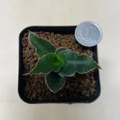 2026年最新】観葉植物 サンスベリアの人気アイテム - メルカリ