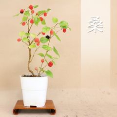 【桑】 素材 プラ鉢 （マルベリー）（いよじ園）