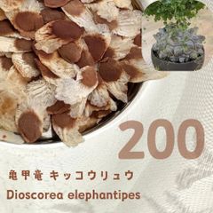 3月入荷 3粒 ボスウェリア・オクルタ Boswellia occulta 種子 - メルカリ