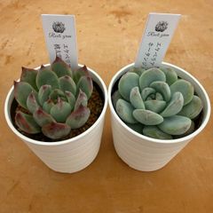 【多肉植物】　エケベリア　２個セット